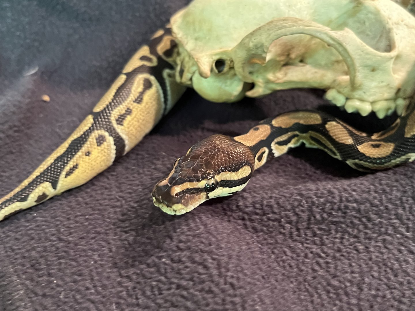 Ball python next to an animal skull on a dark fabric background.