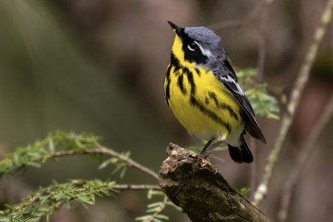 Yellow and black bird perches on a branch, blurred forest background.