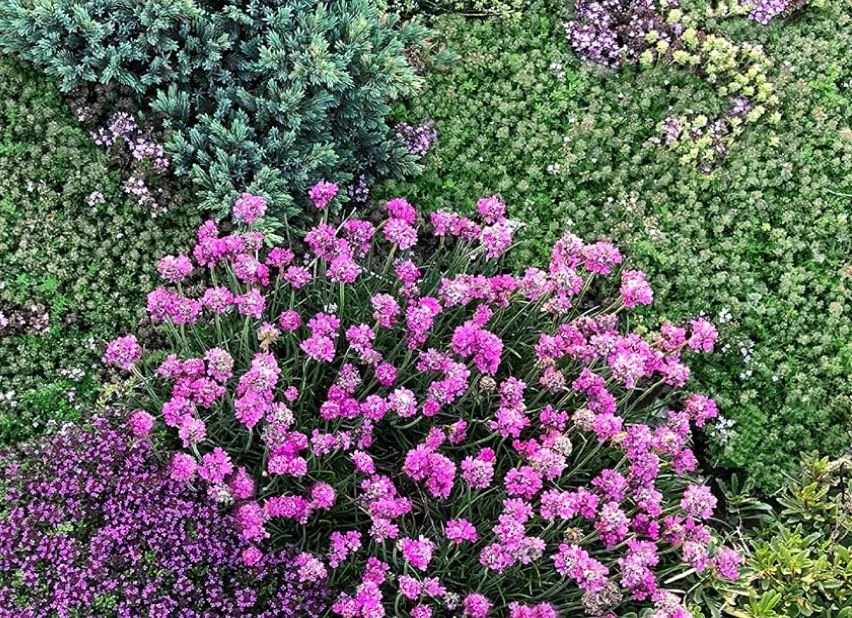 groundcover plants