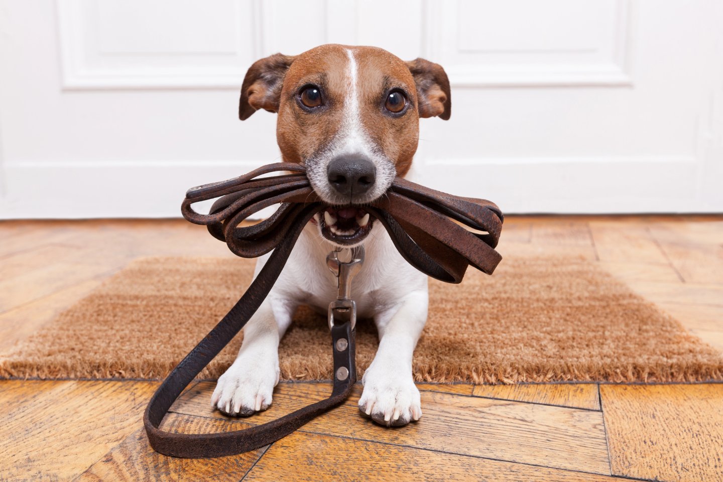 Dog holding a leash in its mouth, sitting on a doormat indoors.