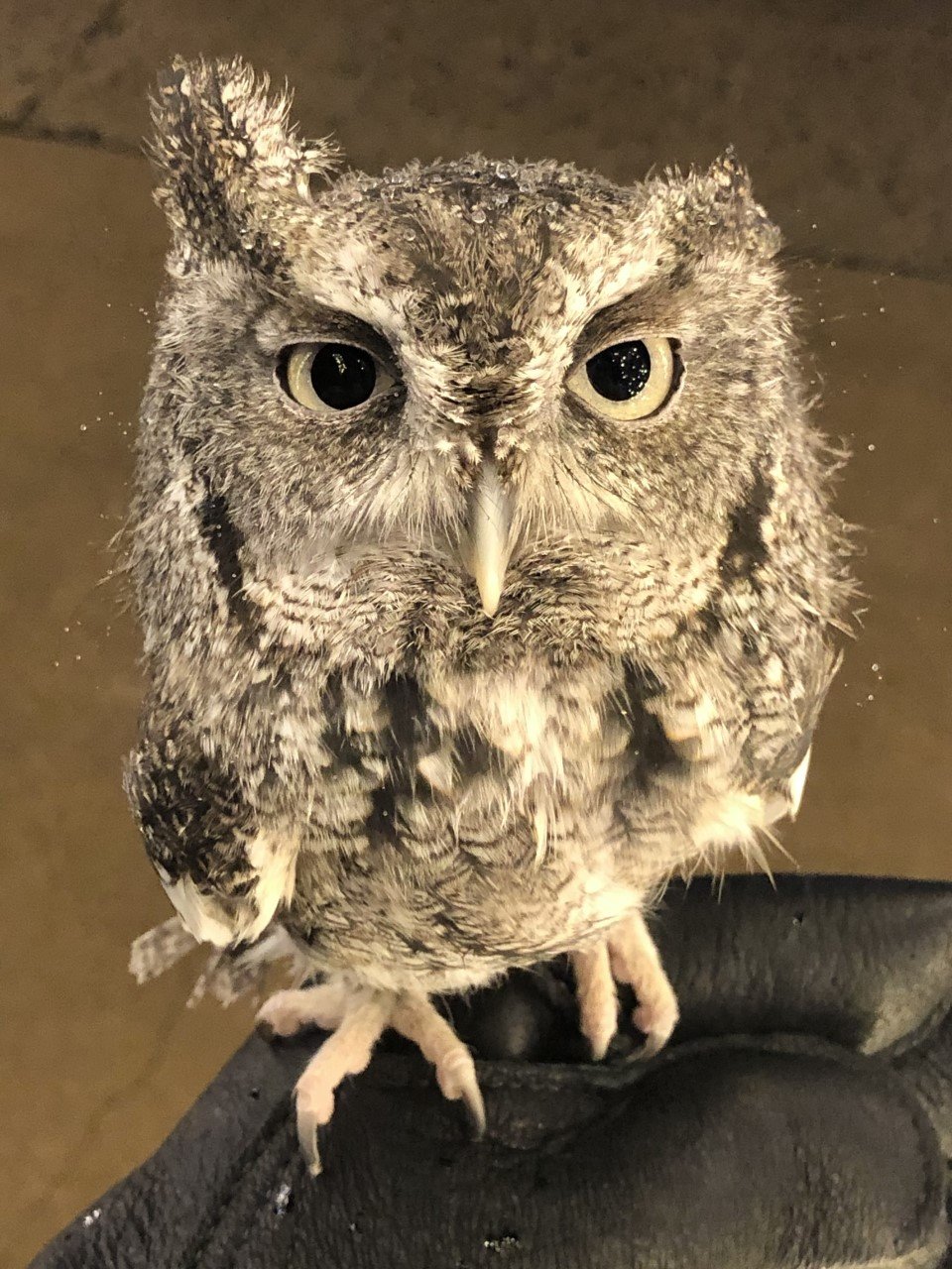 Small gray owl perched on the back of a black chair.