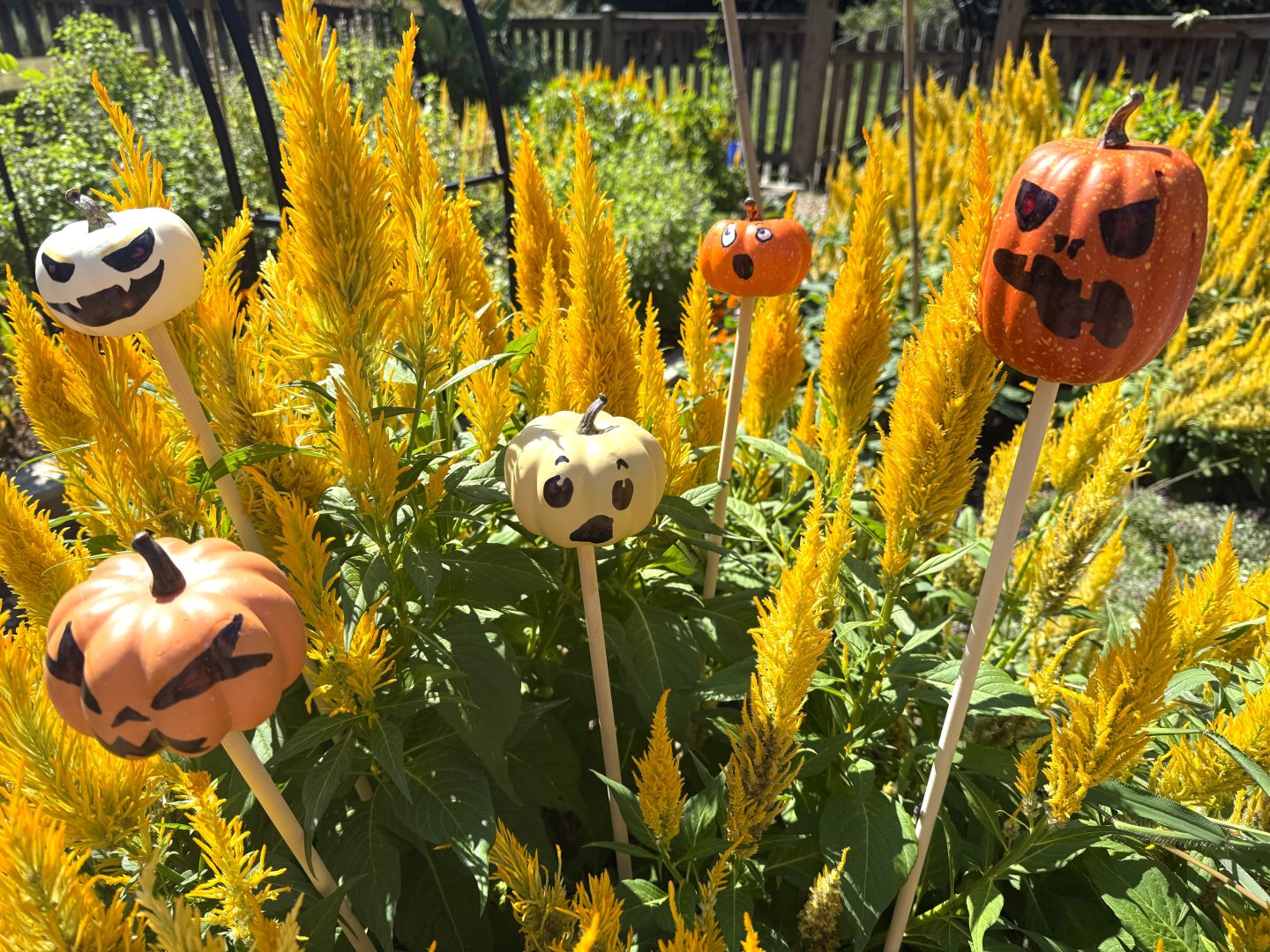Halloween pumpkin decorations on sticks among yellow flowering plants.