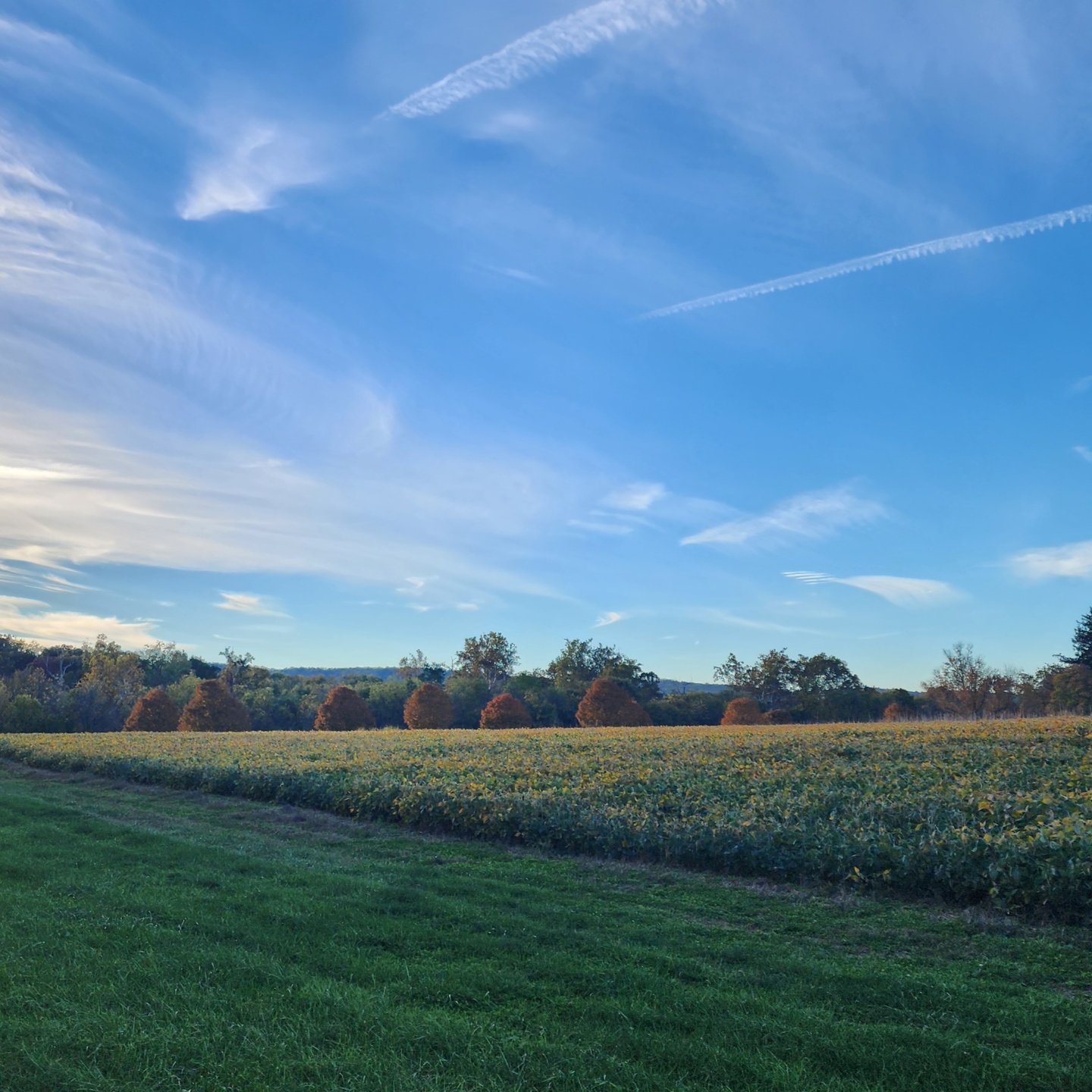 blue skies over trees turning red with fall leaves and a soy bean field