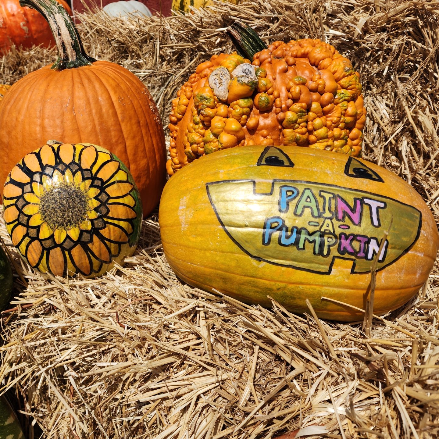 Decorated pumpkins on straw, including one painted “Paint Pumpkin.”