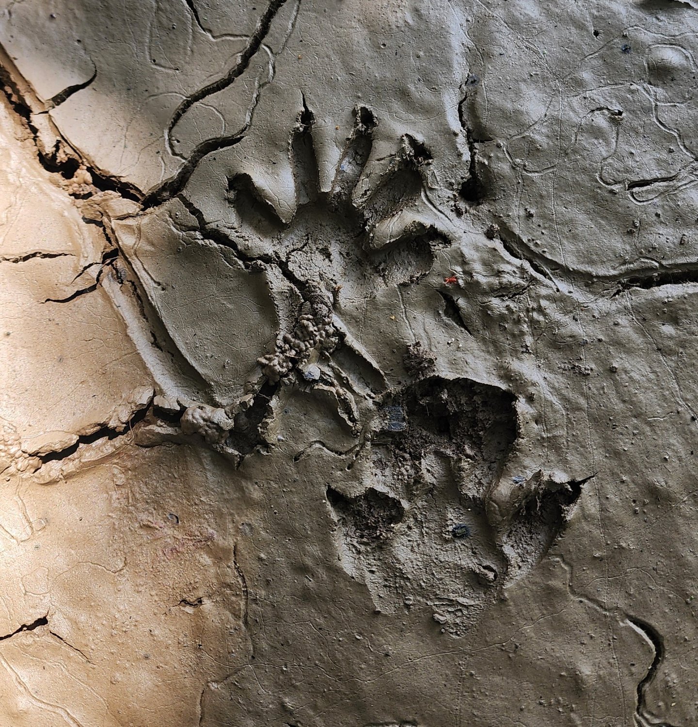 Animal paw prints pressed into wet, cracked mud.