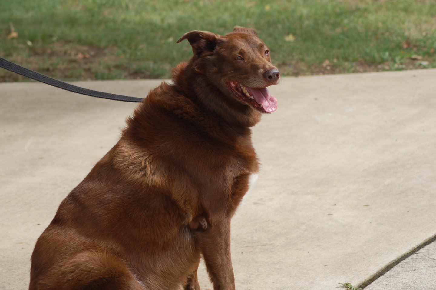 Great Waves Waterpark, dog days, dog