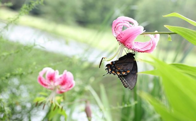 Meadowlark butterfly