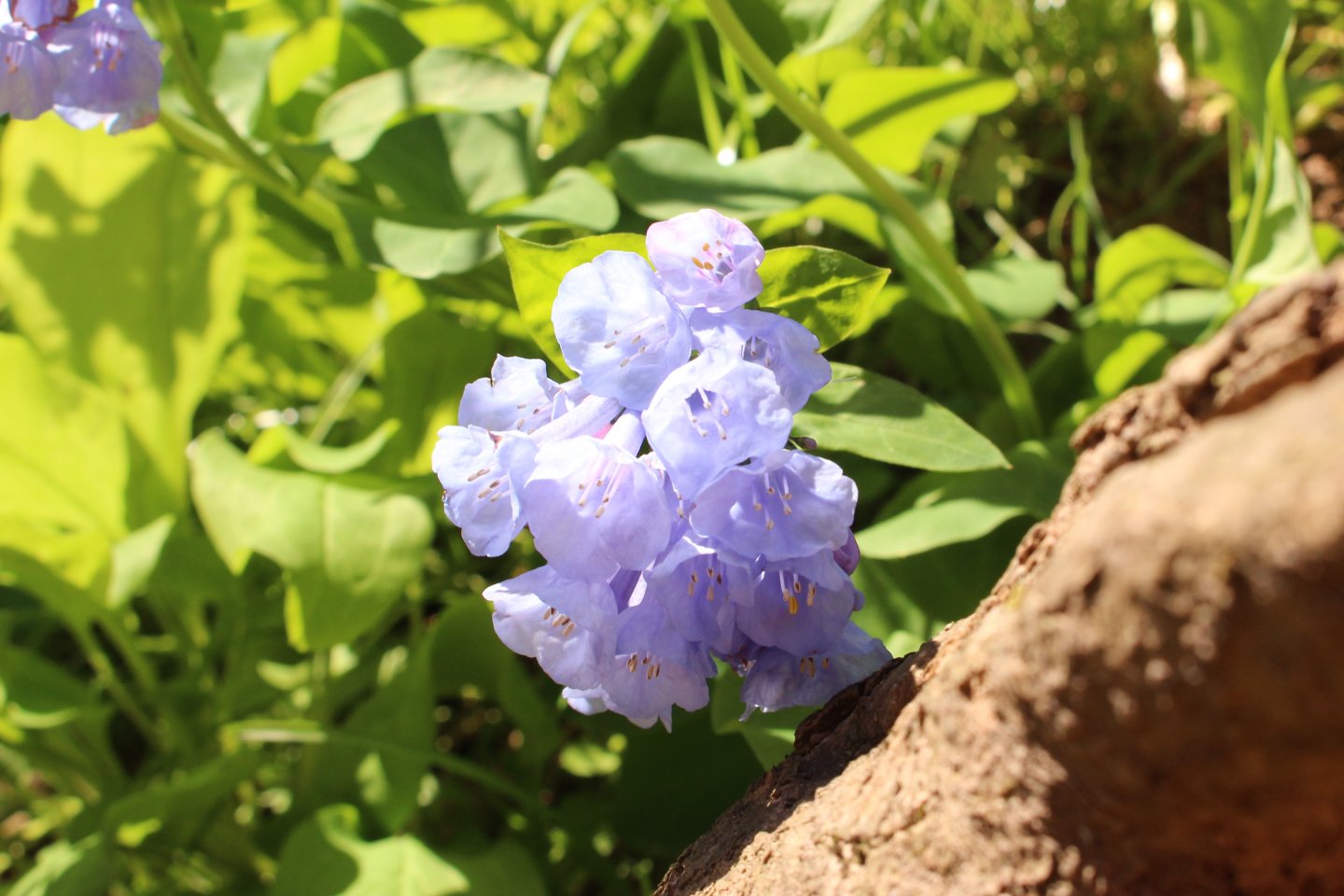 bluebell, bull run regional park
