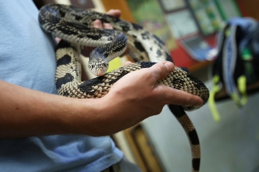pine snake being held