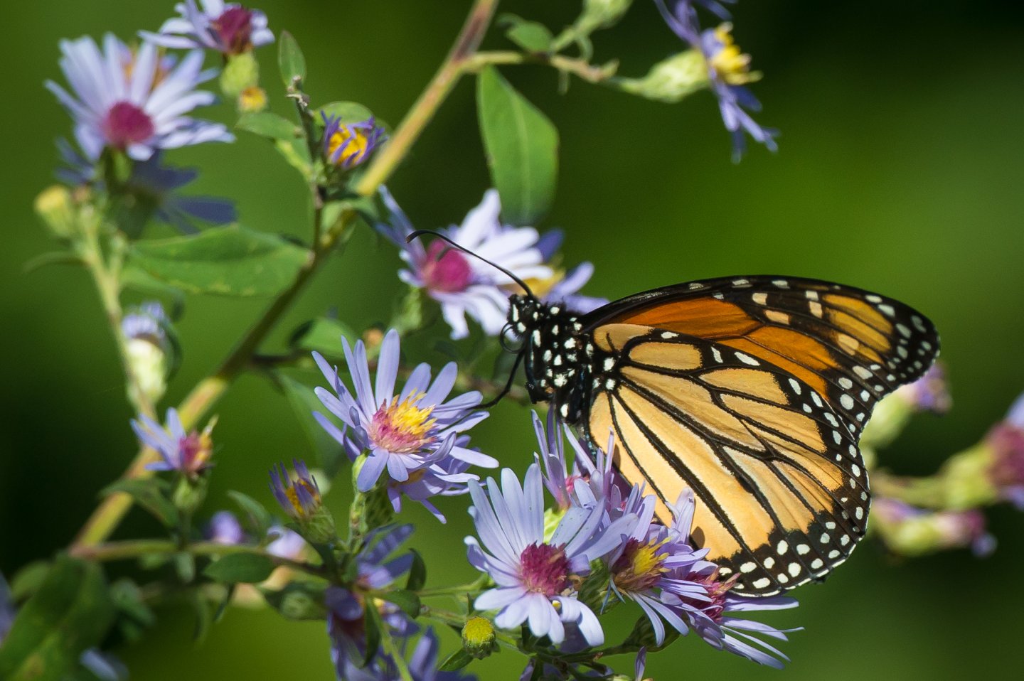Monarch Butterfly on flower Monarch Butterfly on flower