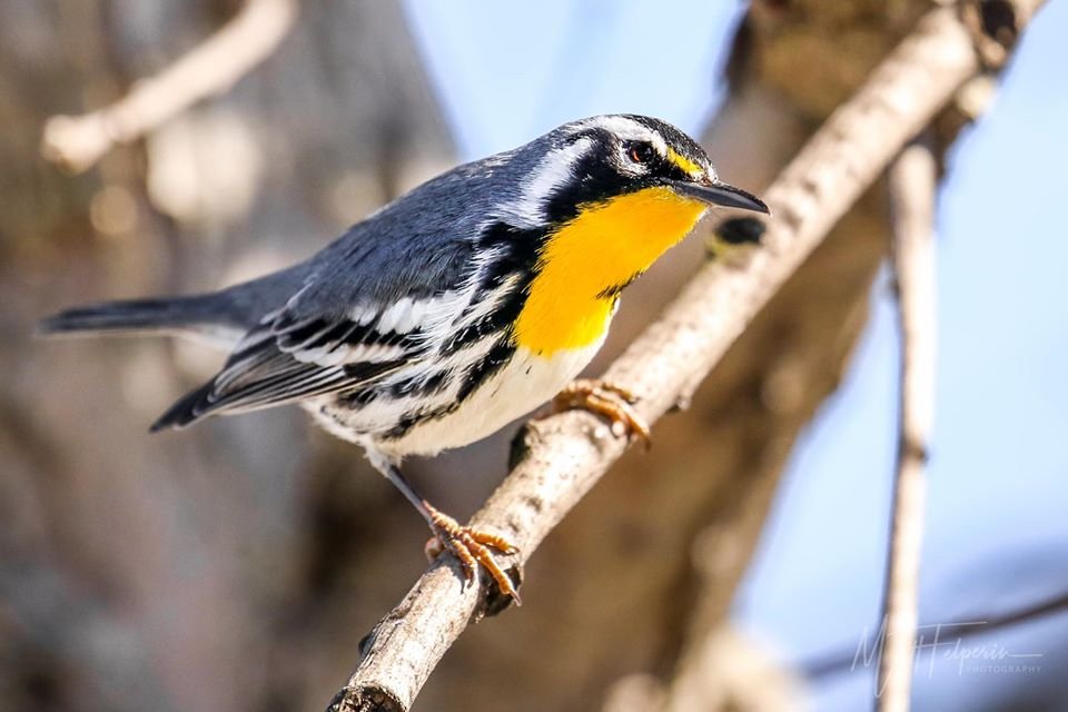 warbler, bird, birding, nature, wildlife
