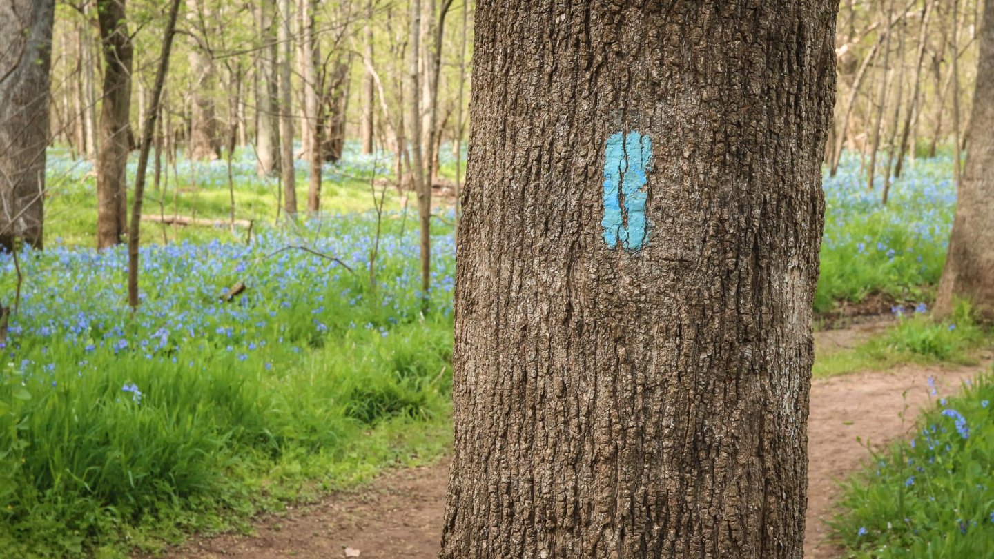 bluebells, bluebell, bull run, trail, bluebell trail