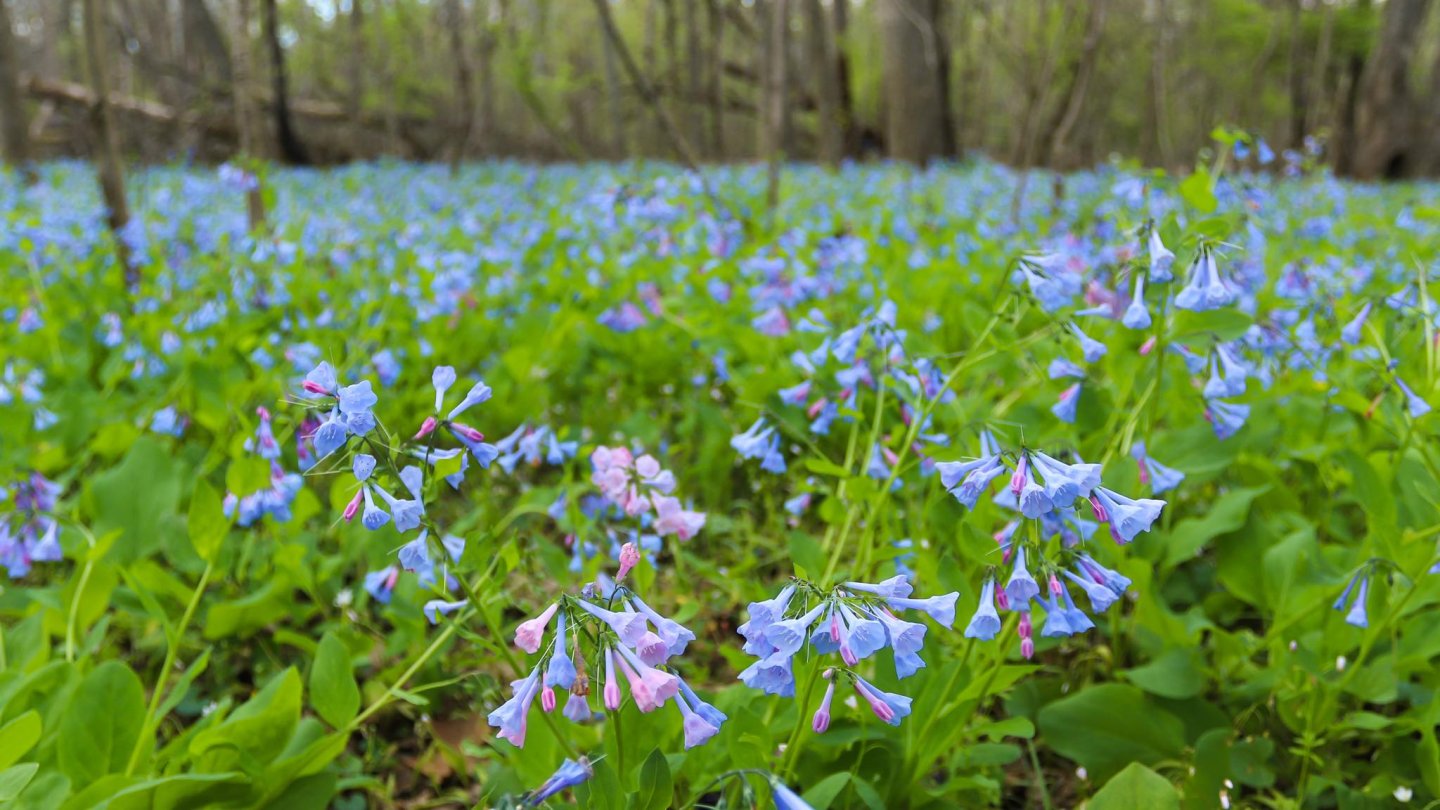 bluebells, bluebell, bull run, trail, bluebell trail