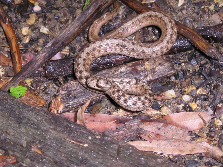 northern brown snake