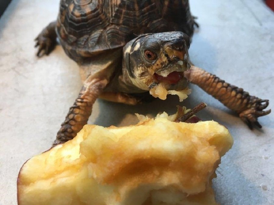 Turtle eating an apple