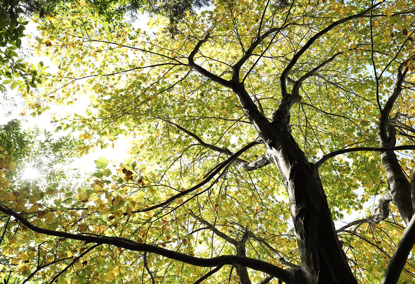 Beaverdam Reservoir, tree