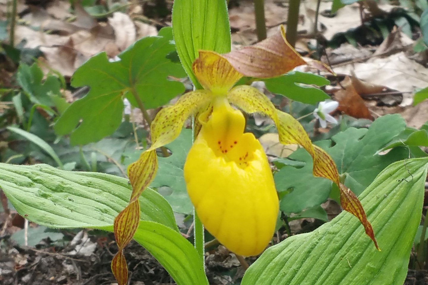 Cypripedium Cypripedium