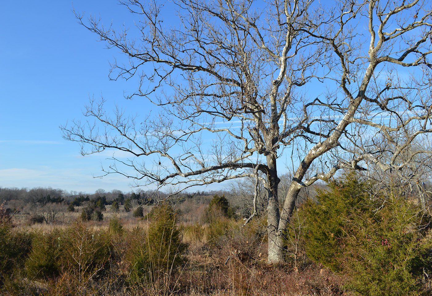 tree at gilberts corner