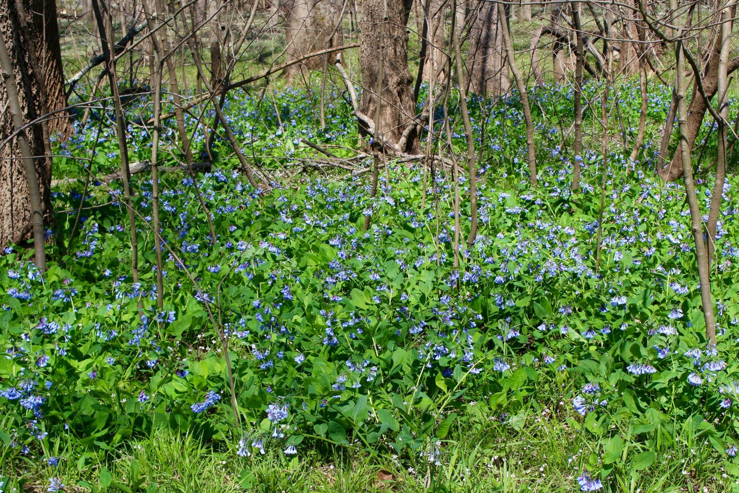 Bull Run Regional Park, bluebells