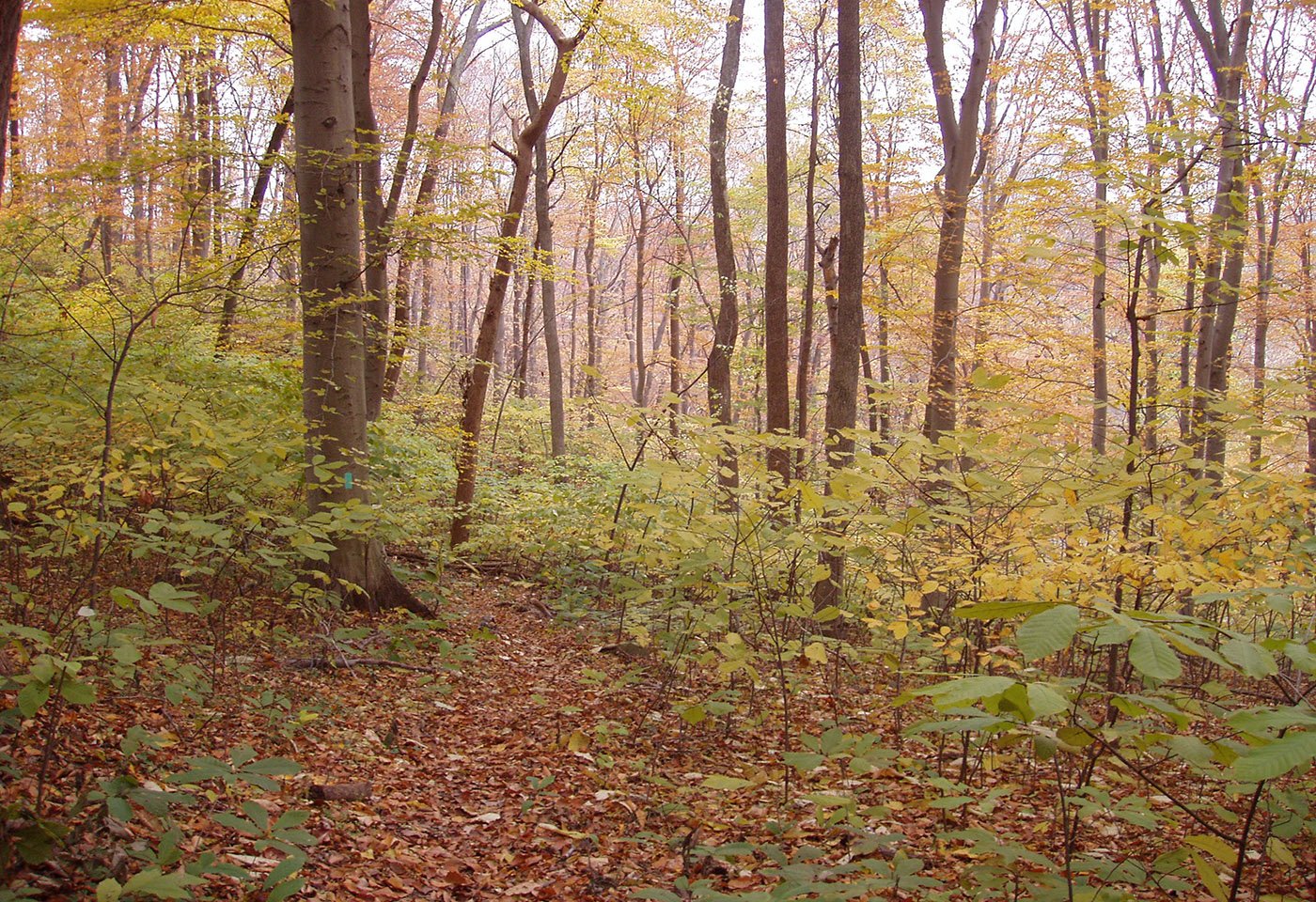 wooded trail at seneca