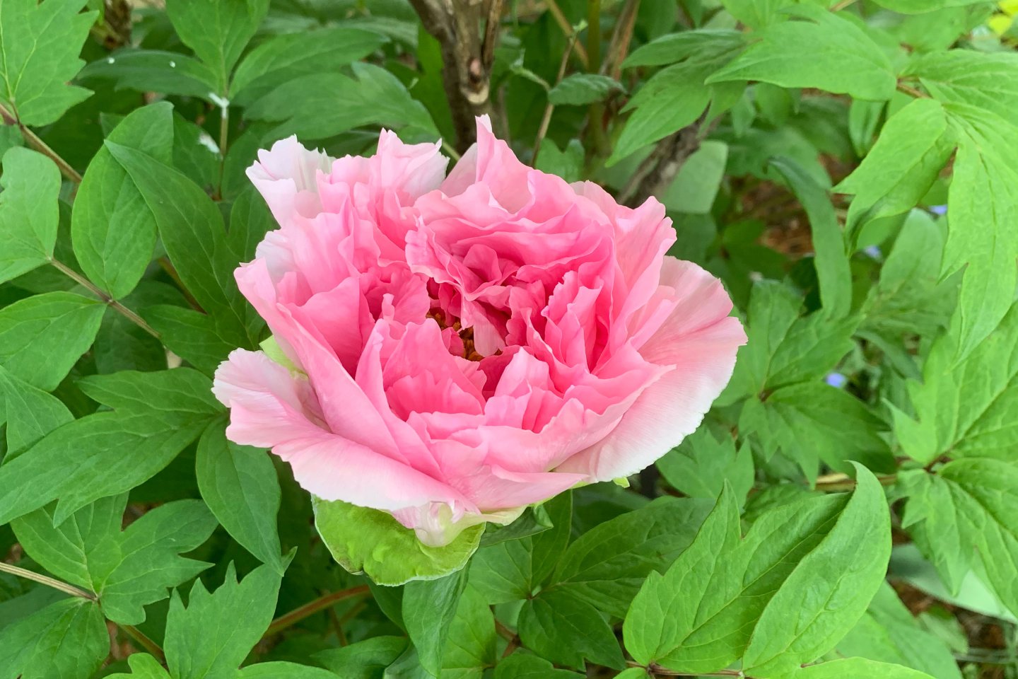 Tree-peony Tree-peony