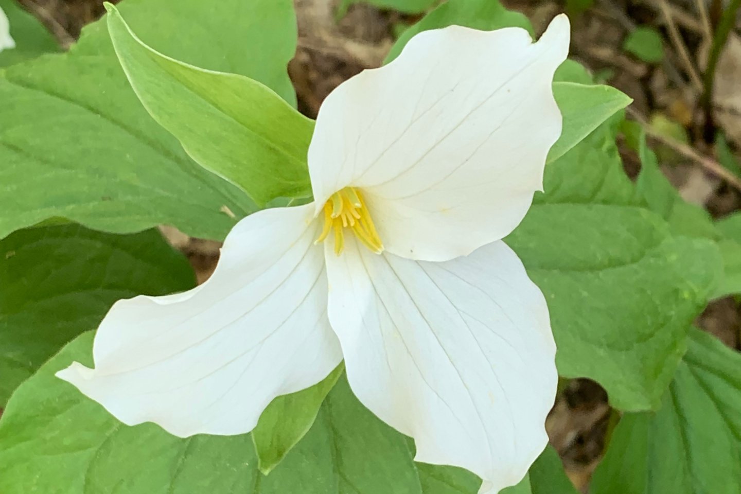 Trillium-gradiflora Trillium-gradiflora