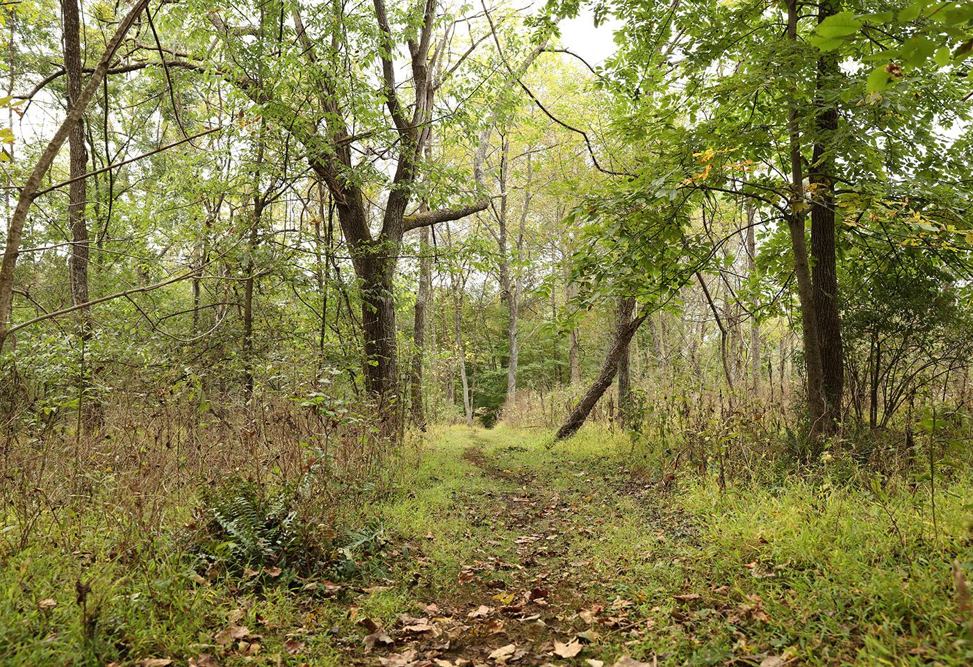 trail at webb