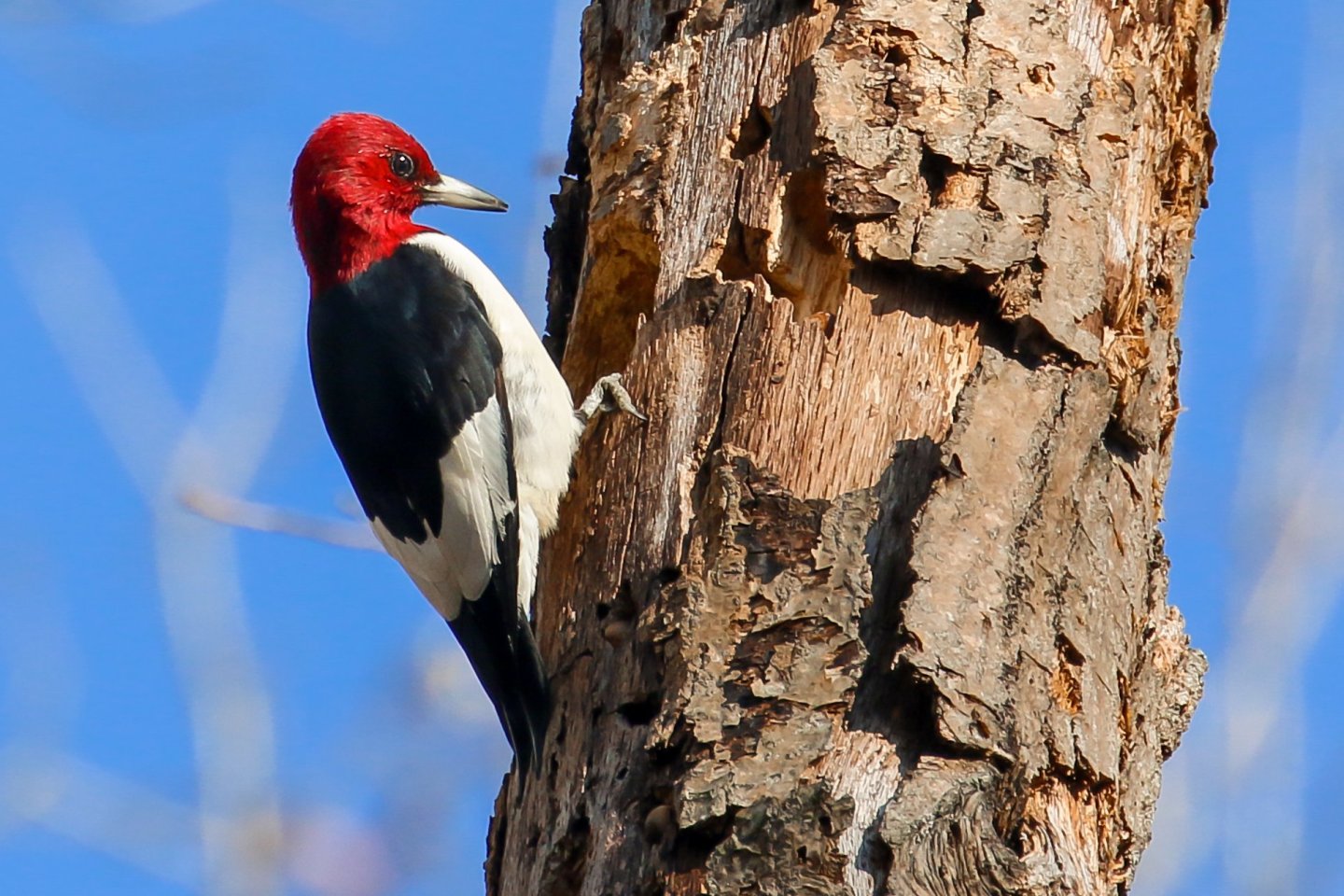 woodpecker