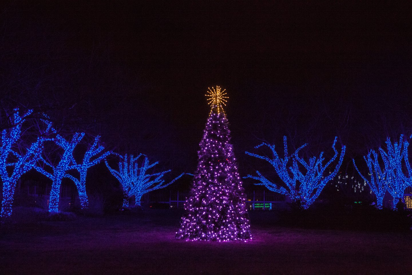 Winter walk of lights