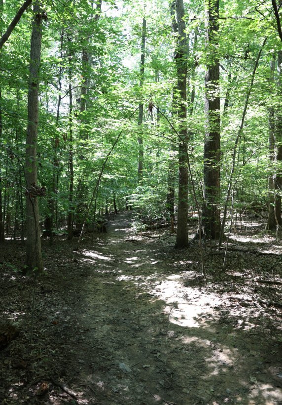 forest with trees
