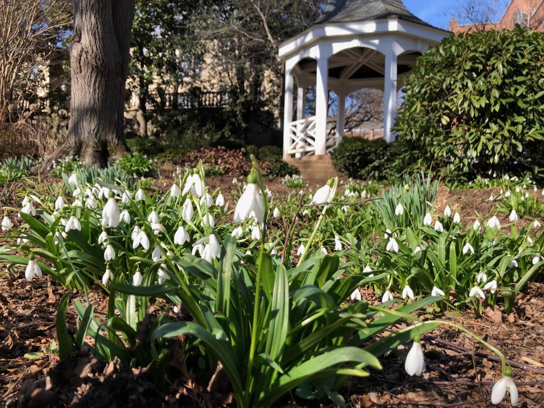 Carlyle House gardens, snow drops