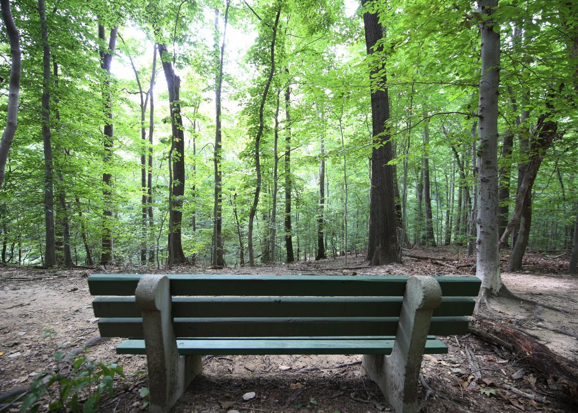 Potomac Overlook Regional Park, bench, woods