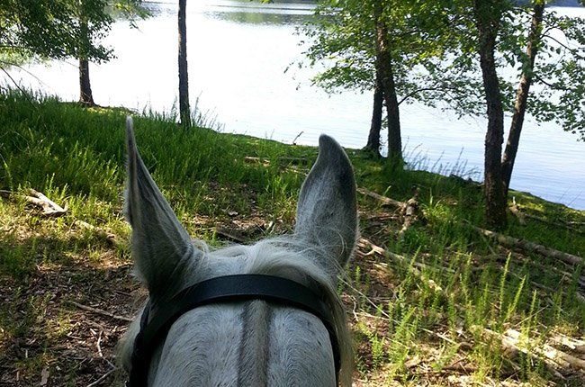 Fountainhead horse Fountainhead horse