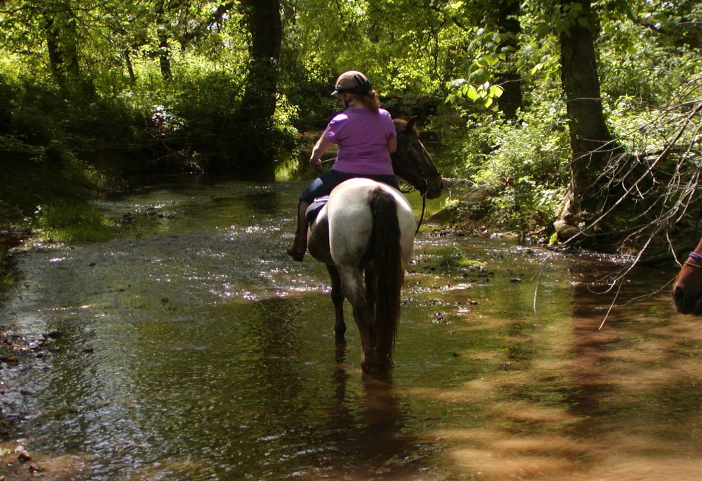 horse in water